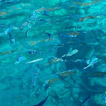 Appartement Le Petit Paradis De Valentin